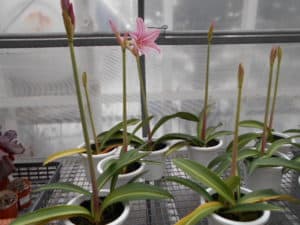 アマリリス 白すじ 函館 花屋の園芸センター かすみ園 函館の豊富なお花屋さん